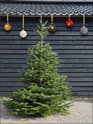 Geaccepteerd elegant financiën Nordmann 175 tot 200 cm (blauw) - Kies dit jaar voor een Duurzame Kerstboom