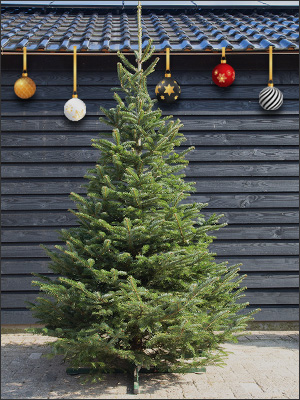 Nordmann 175 tot 200 (blauw) - Kies jaar een Kerstboom